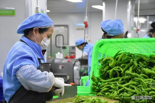 食材凈菜加工與預(yù)制菜的差異化解析 以蔬菜為例，保鮮與便利的兩大烹飪革新